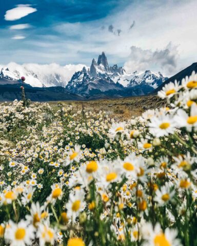 Daisies at El Chalten mountain.