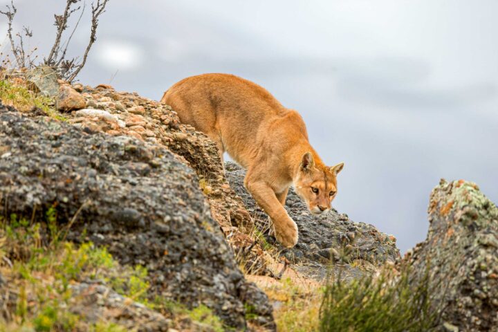 A mountain lion.