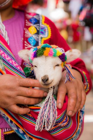 A baby llama.