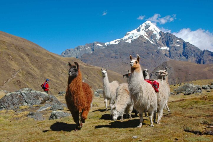 A pack of llamas.