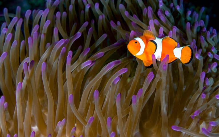 A clownfish.