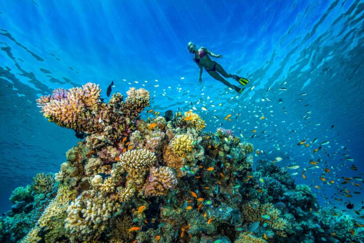 A diver swimming over a coral reef.