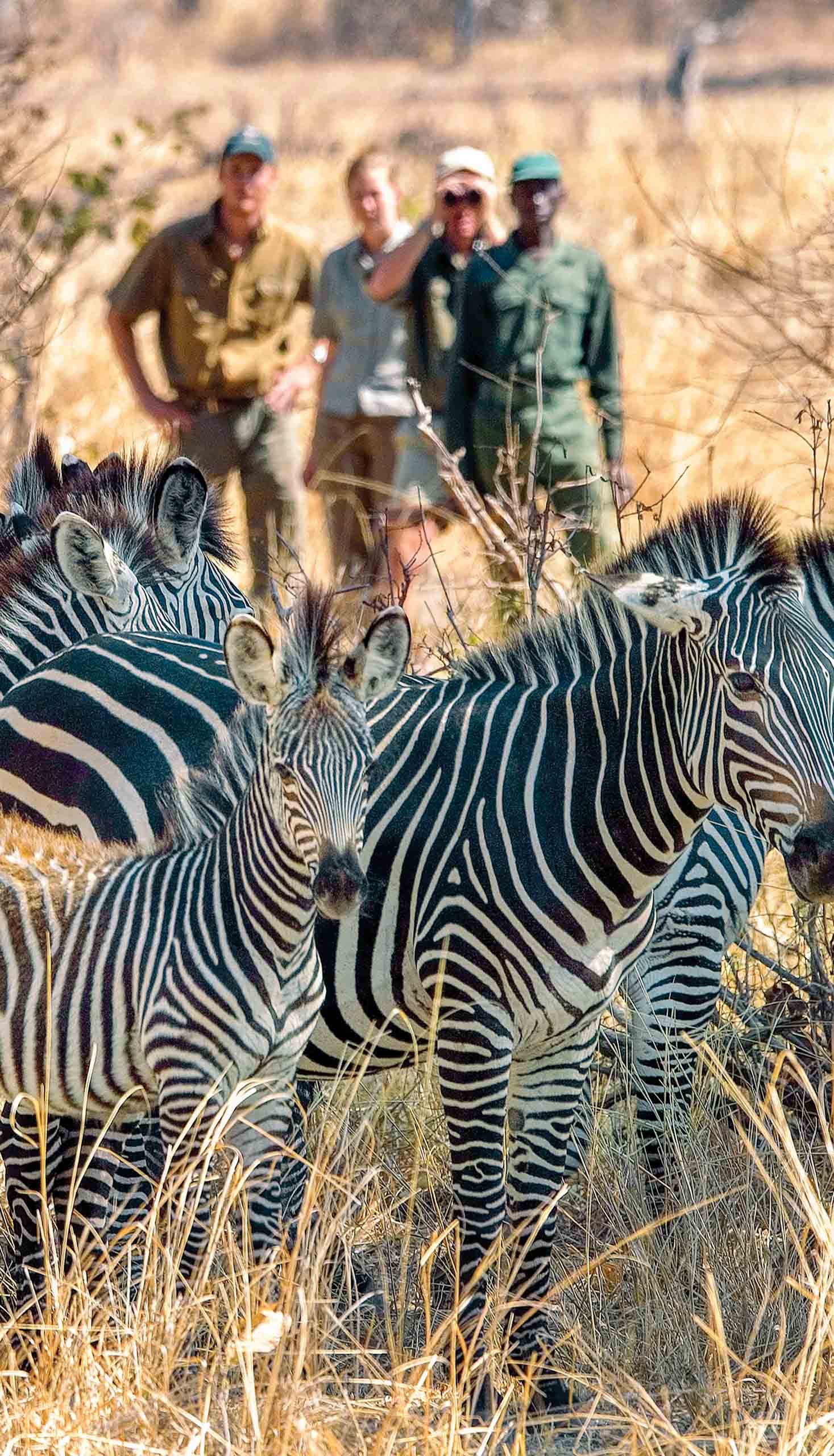 Zebras.