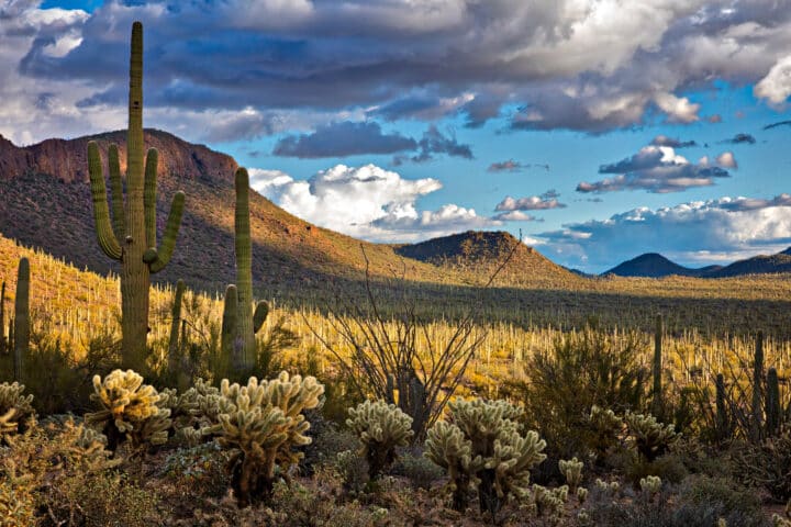 Sonoran Desert