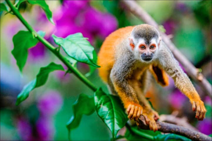 Squirrel monkey saimiri prepares for a jump.