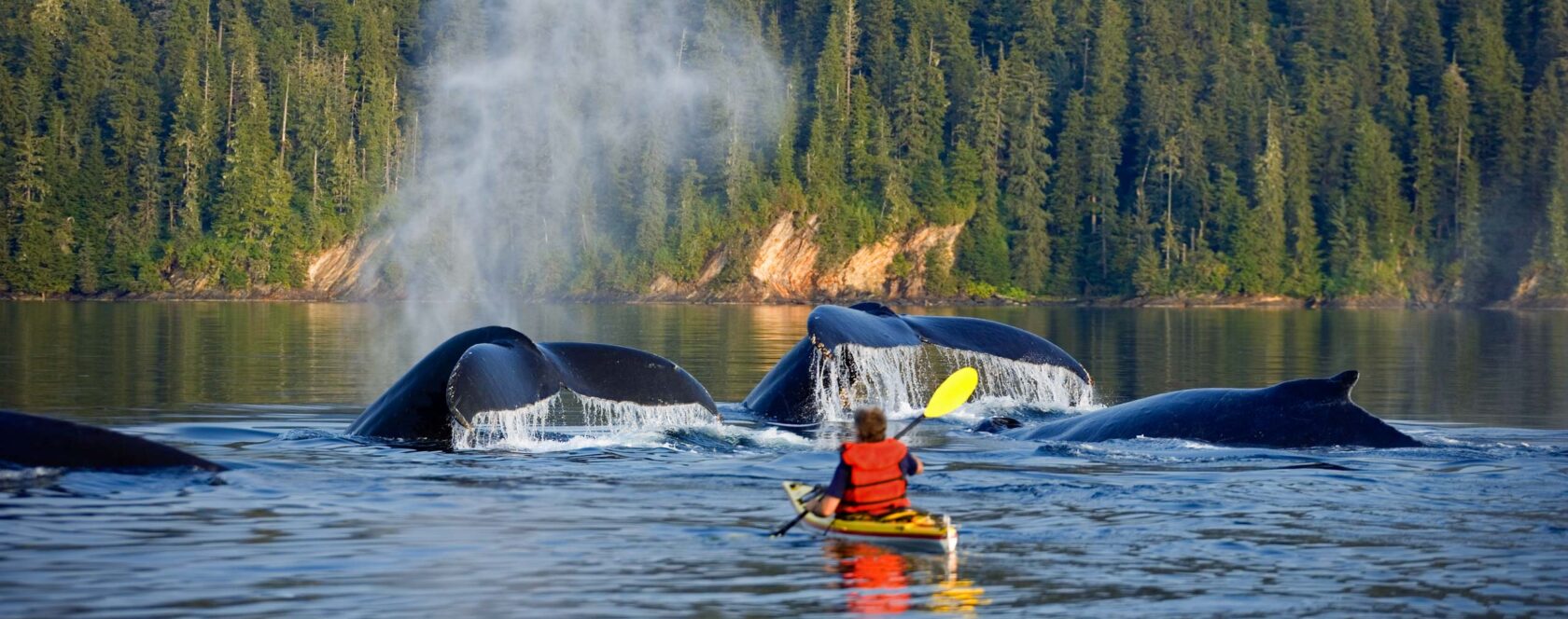 Man Sea Kayaking near swimming pod of Humpback whales.