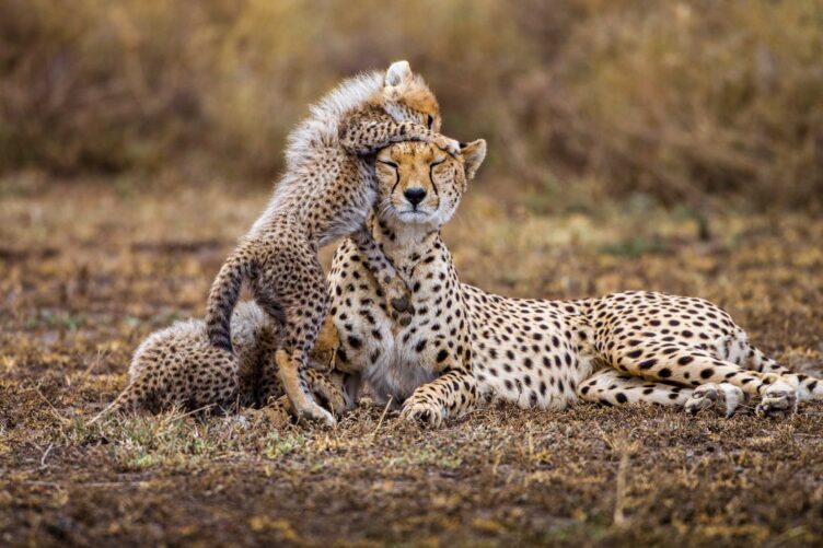 Cheetah cubs.