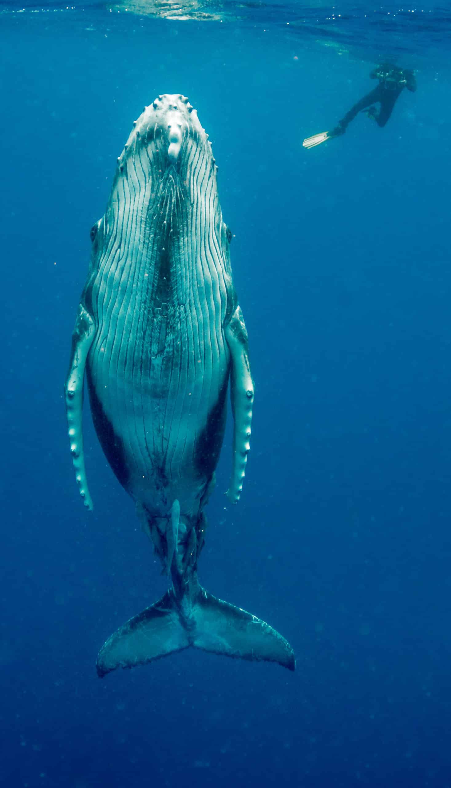 A humpback whale.