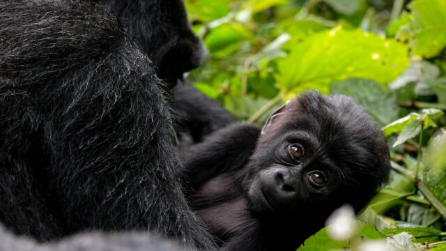 A baby gorilla and mother gorilla.