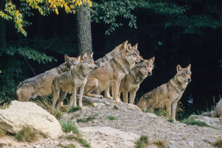 A pack of coyotes.