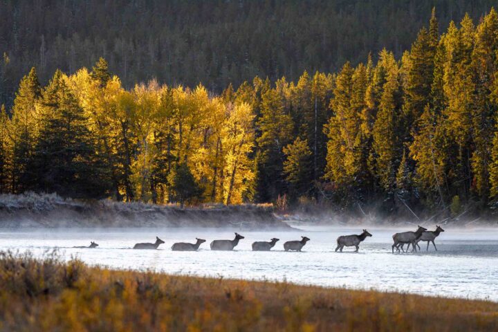 A pack of Elk crossing the Snake river.