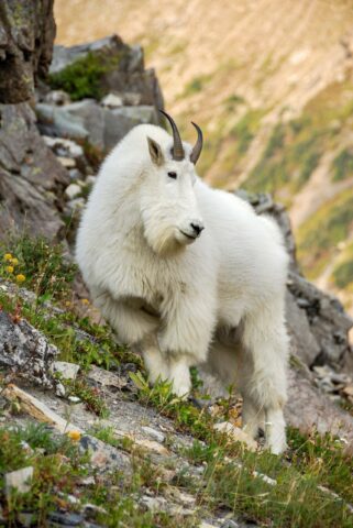 A mountain goat.