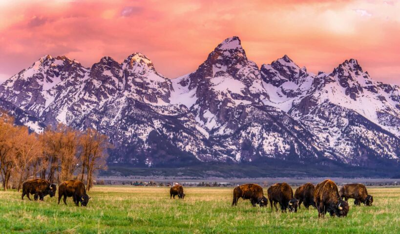 Wildlife at Yellowstone National Park.