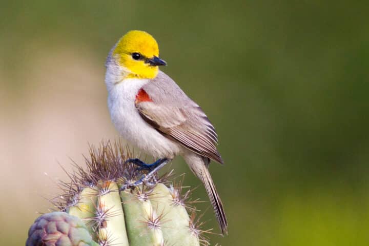 Verdin on cactus