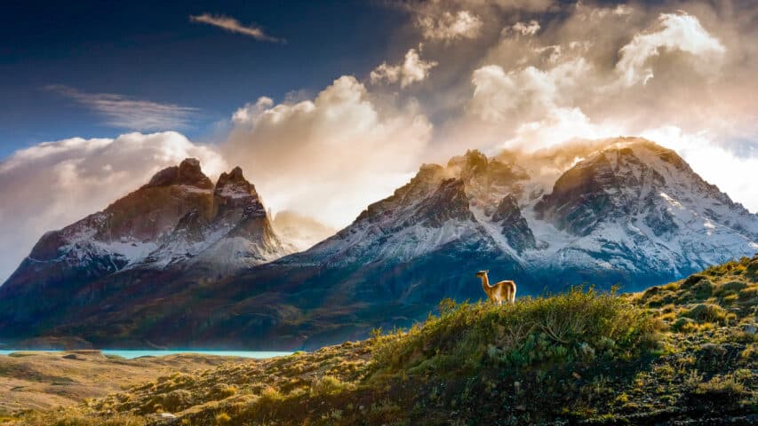 Guanaco in mountainous landscape