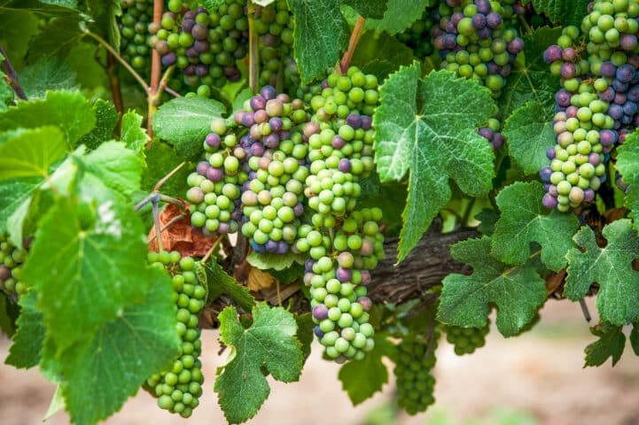 Grapes in a vineyard in Talagante, Chile