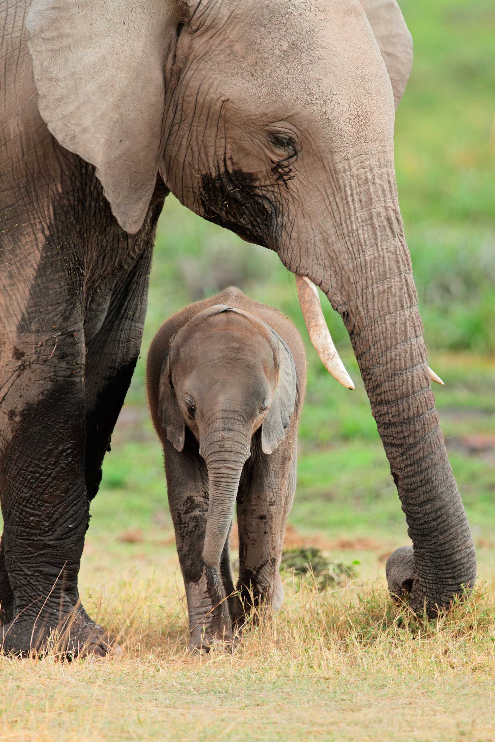 African elephant (Loxodonta africana) cow with young calf, Amboseli National Park, Kenya.