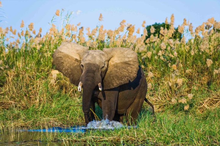 An elephant in the wild.