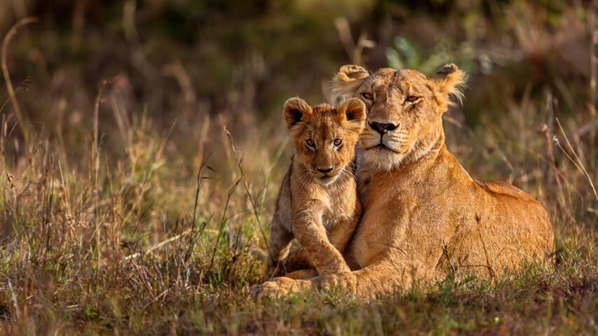 Two lions in the wild.